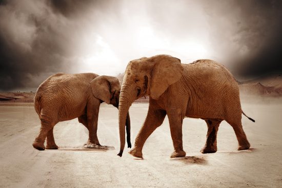 Desert-adapted elephants of Namibia