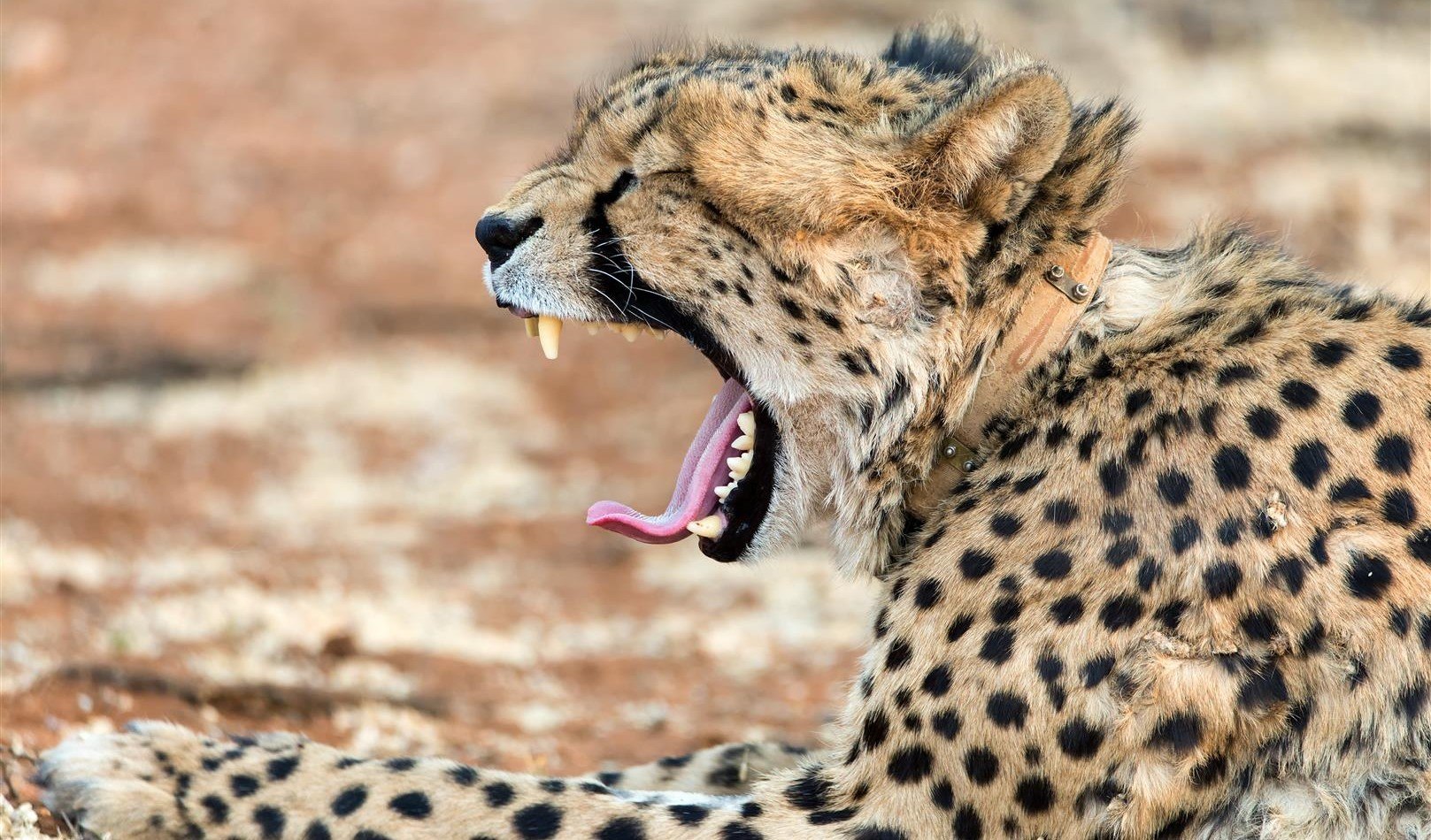 A yawning cheetah at Okonjima, Namibia 