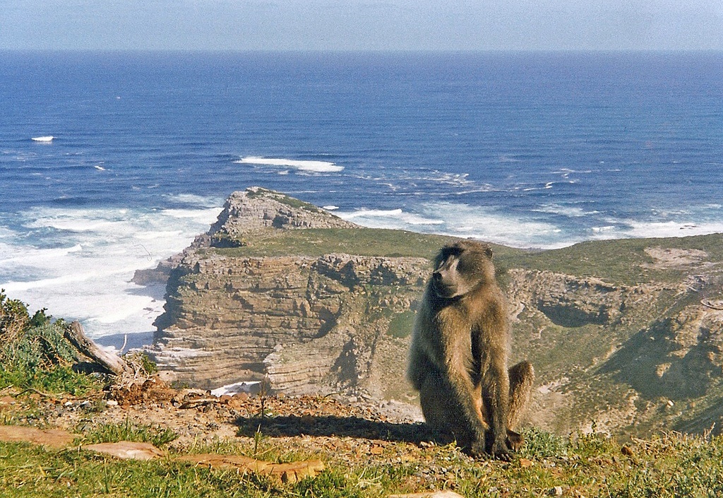 Baboons are often found in Cape Point