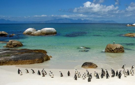 The Penguins of South Africa