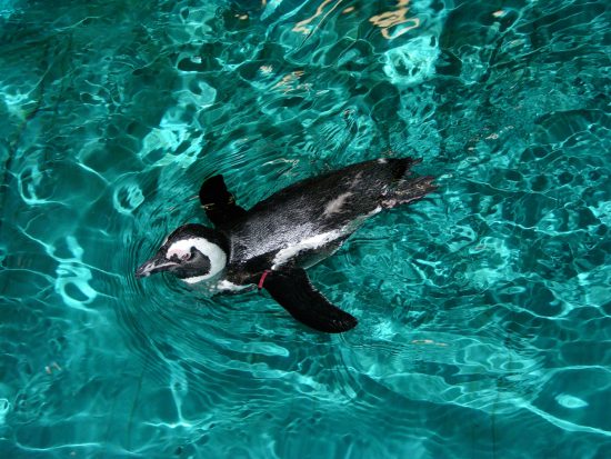 An African penguin swimming