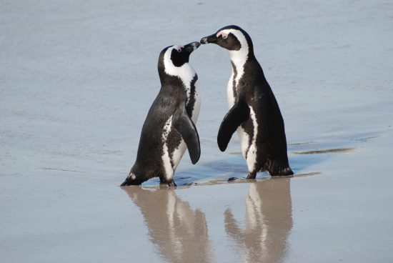 Endangered African penguins mate for life