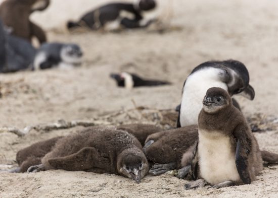 Baby Penguins at their nests