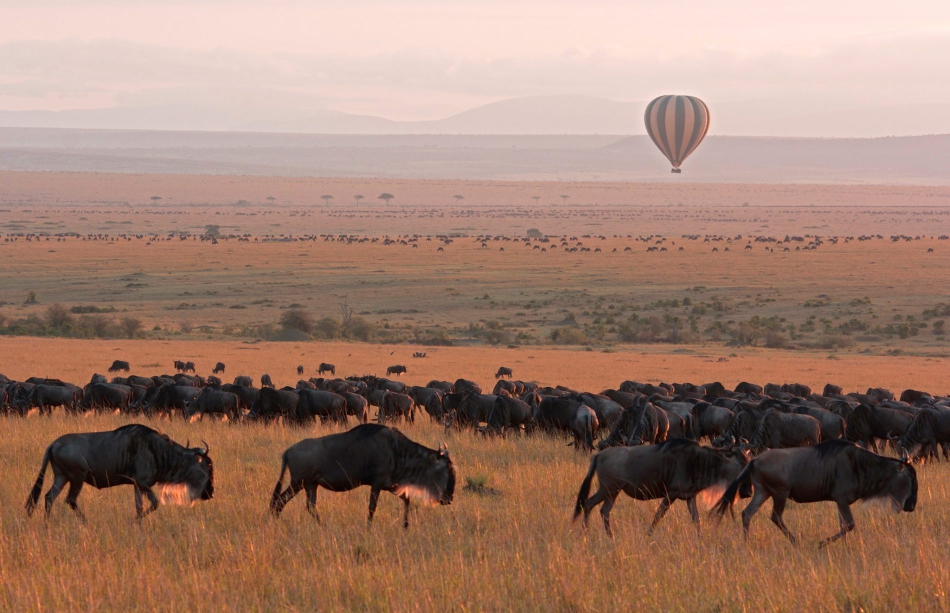 Hot air balloon over the Great Wildebeest Migration