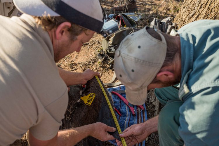 Conservationists measuring vultures for data collection