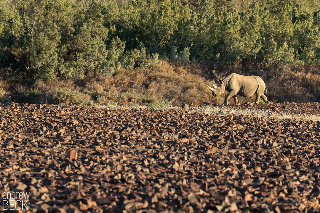 The desert adapted rhino in Namibia 