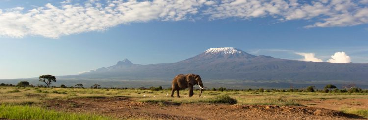 elefante em frente ao Monte Kilimanjaro