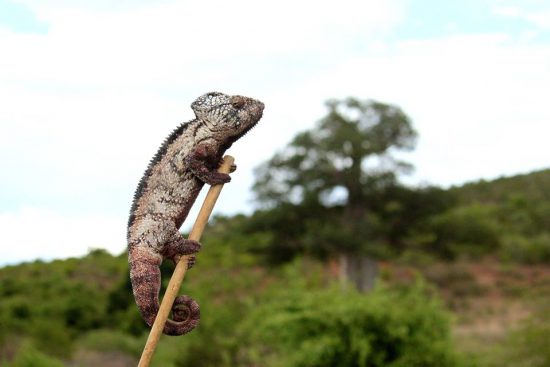 Giant Malagasy Chameleon on route from Tulear to Isalo National Park.