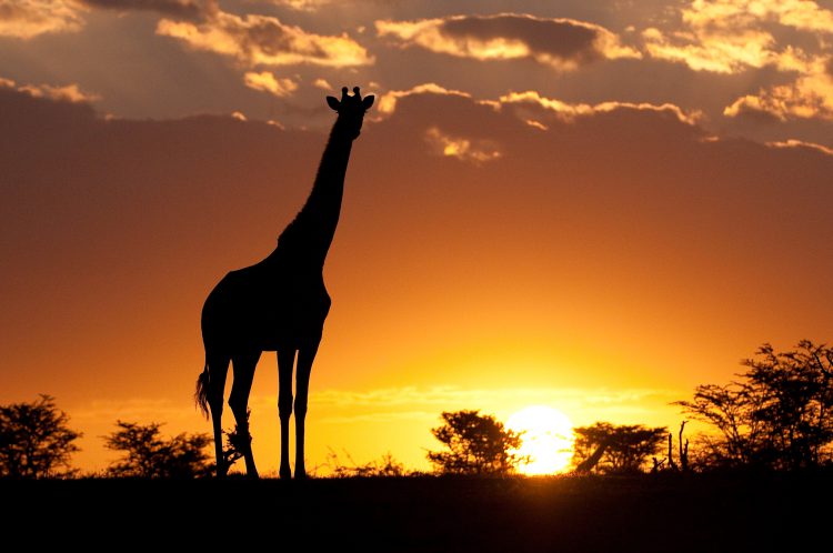 Pôr do sol revela a silhueta de uma girafa em Maasai Mara, no Quênia