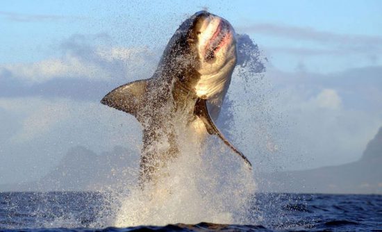 Great White Shark Breach near Cape Point