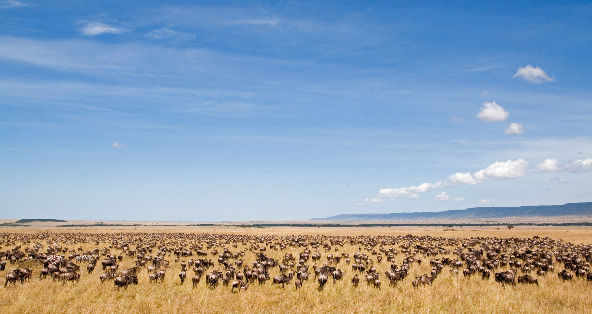 On the hunt for a Mara River Crossing during the Great Wildebeest Migration