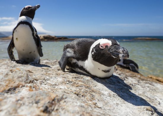 African penguins are part of the Marine Big 5