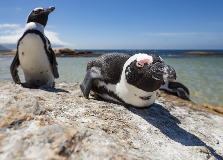 Pinguine am Boulder's Beach