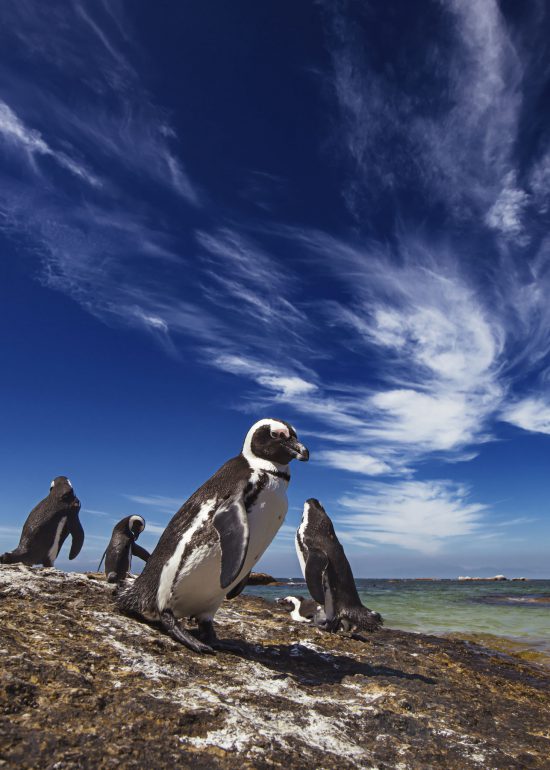 A group of penguins on the boulders