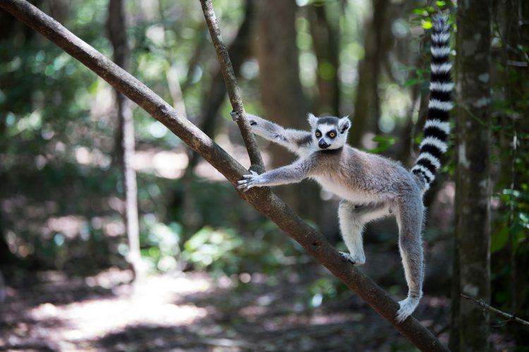 Lemur subindo árvore no Magascar