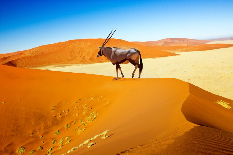 Oryx em uma duna na Namibia