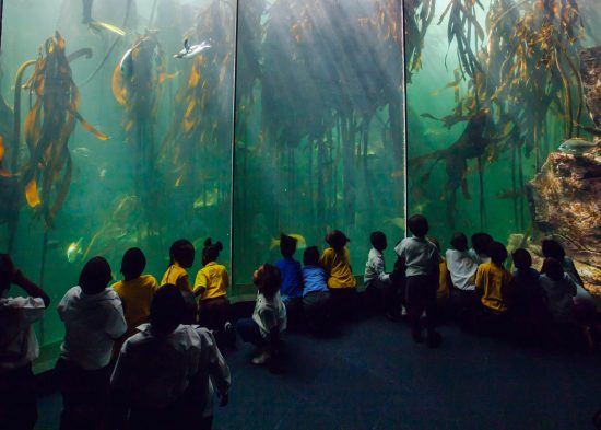 Khumbulani children captivated by the water world of Two Oceans Aquarium