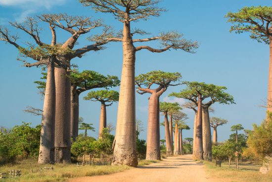 Madagascar_Baobab_Road