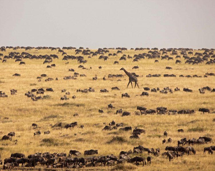 Serengeti giraffe und Gnus