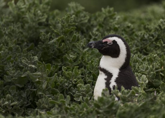 Penguin in the foliage