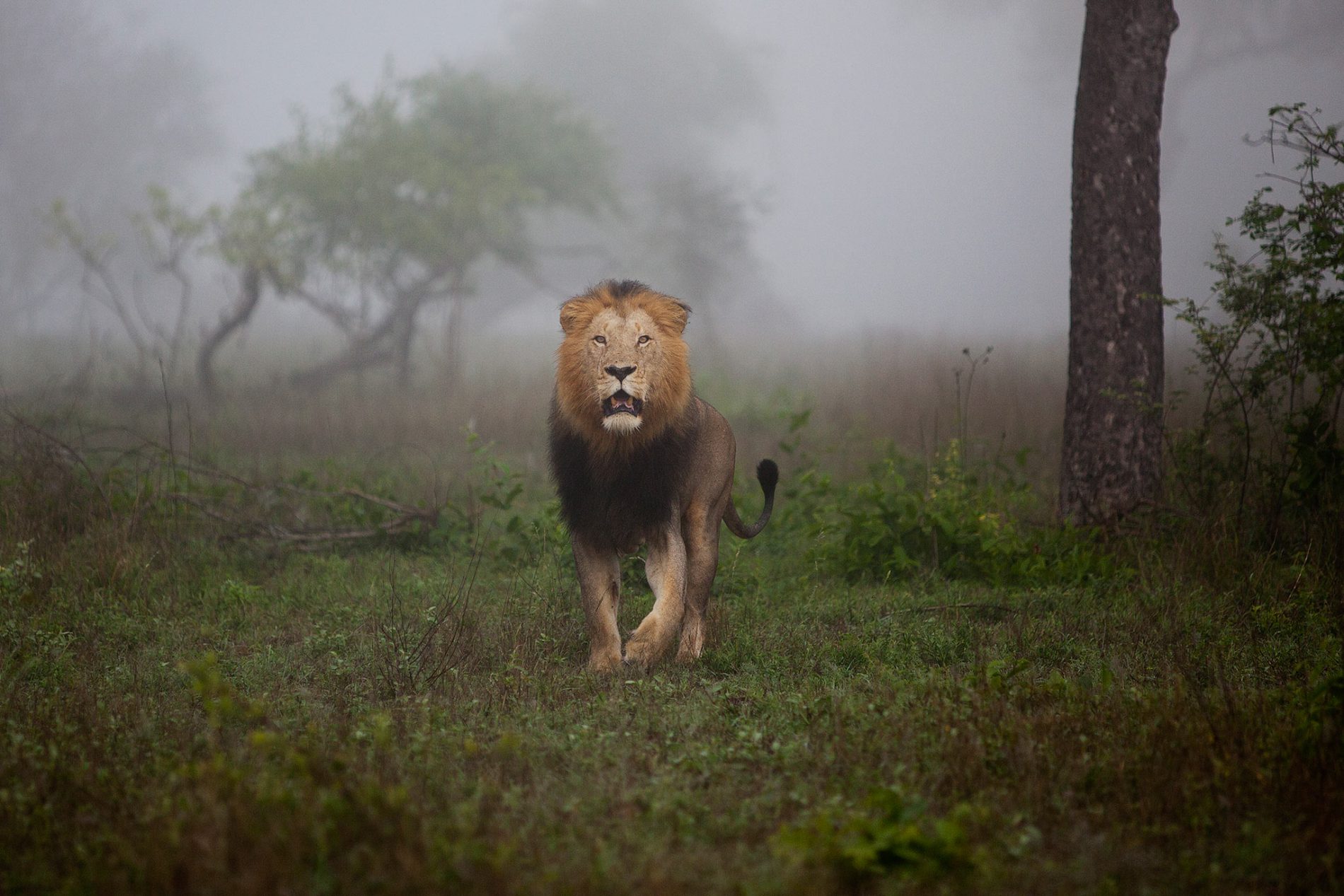 Lion standing in Sabi Sands on a misty morning