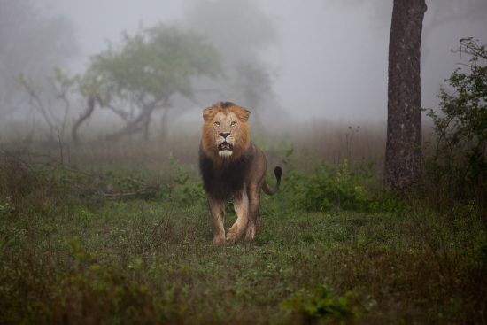 Lion walking slowly out of the mist in Sabi Sand 