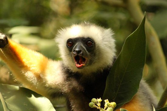 The Diadem Sifaka, a truly exhilarating sighting deep in the National Park forest