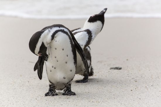 Two Penguins on the shore