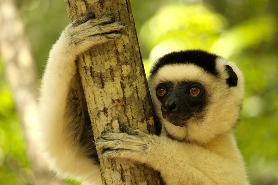 Lémuriens à Lémur dans les îles de l'océan indien