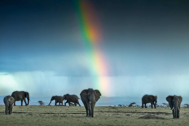 Elefantes africanos caminhando sob um arco-íris