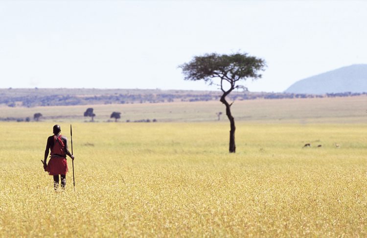 Maasai guerreiro caminhando no Parque Nacional Maasai Mara, no Quênia