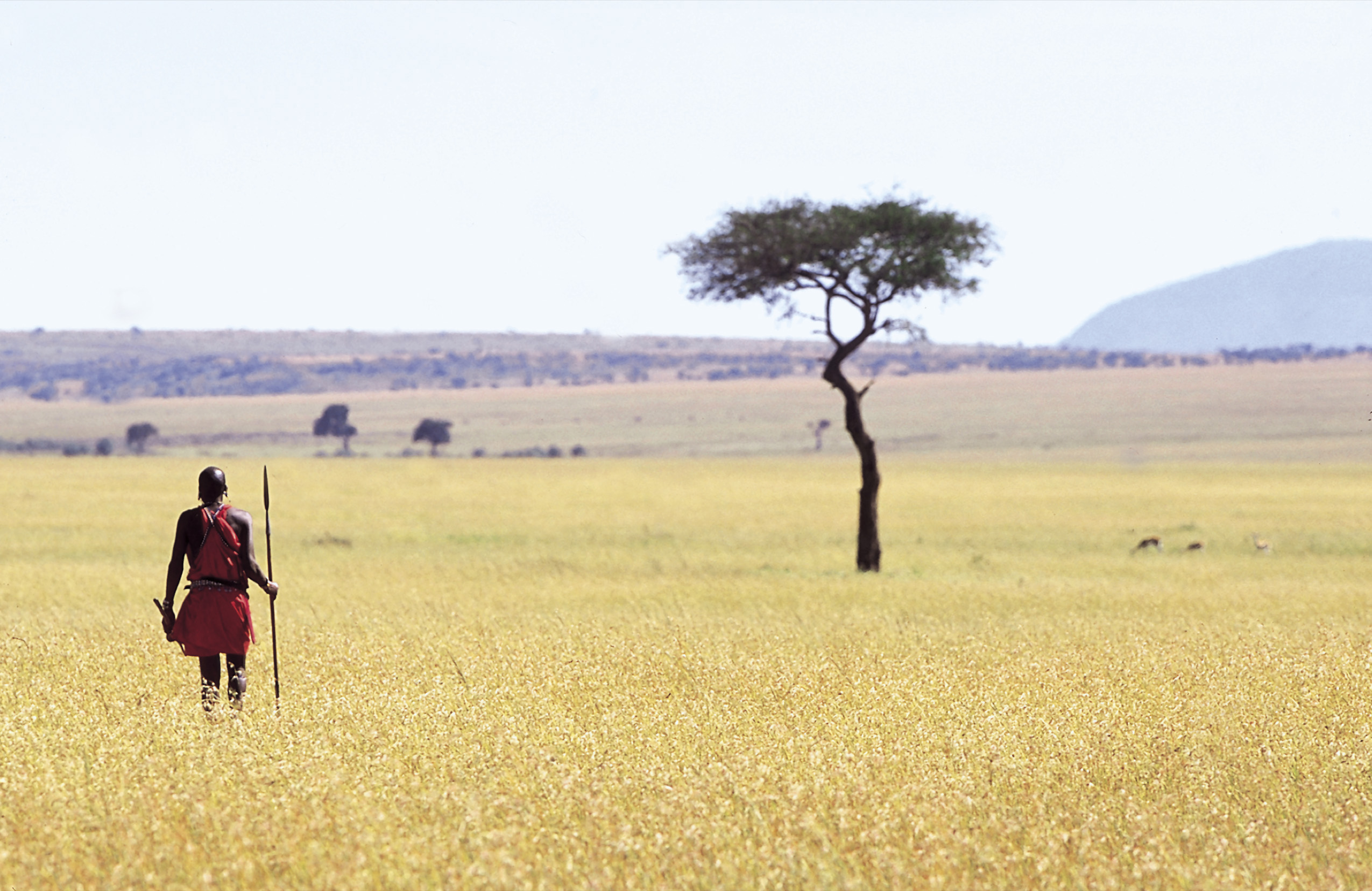 Maasai warrior walking Maasai Mara National Park Kenya