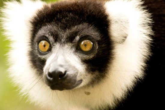 A close-up of a lemur in Madagascar