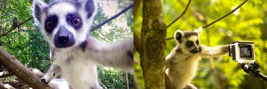 A lemur selfie captured by Glenn in Madagascar