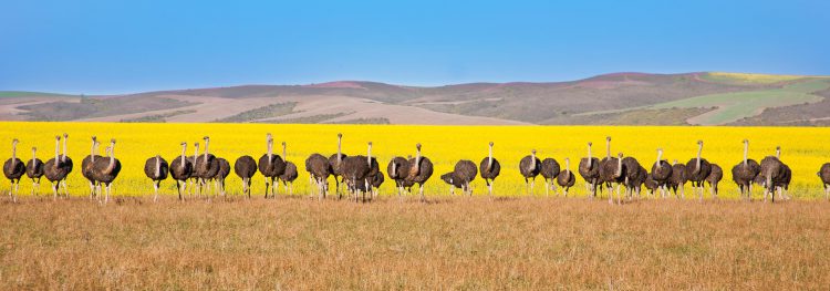 Avestruzes na África do Sul