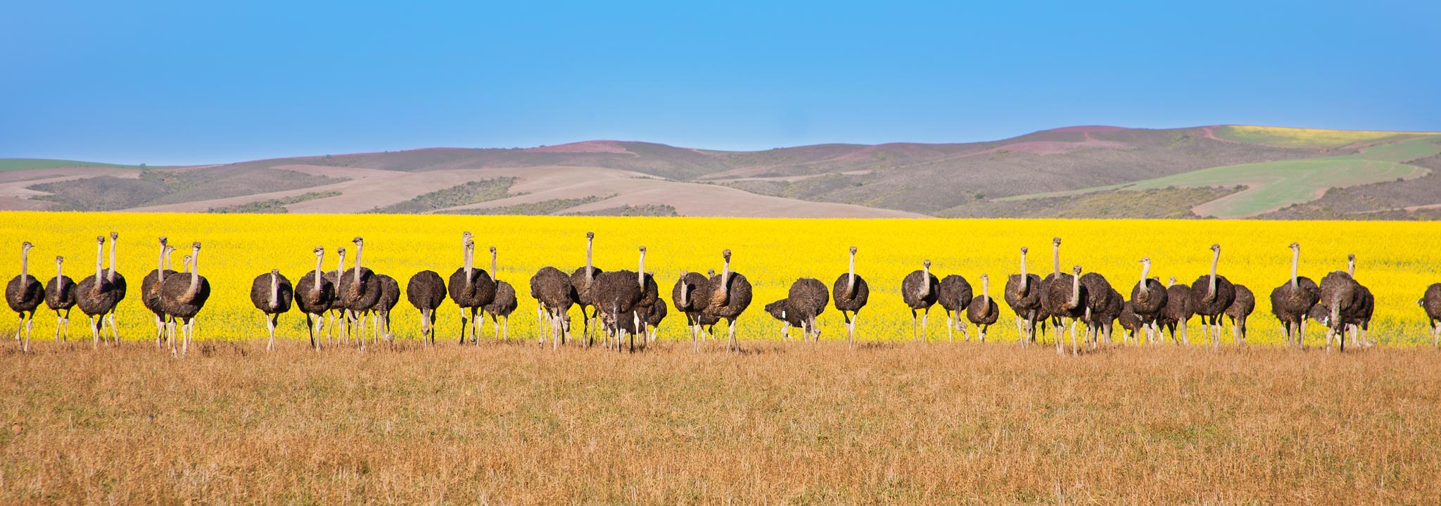 Ostriches in South Africa background of Canola