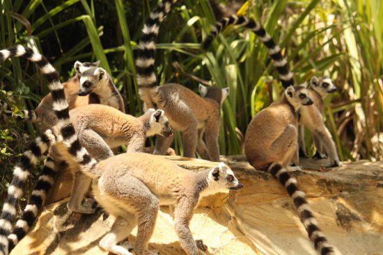 Eine Gruppe Lemuren in Madagaskar