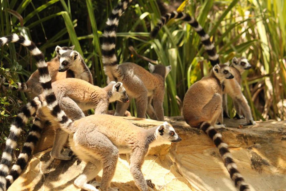 A group of ring-tailed lemurs in Madagascar