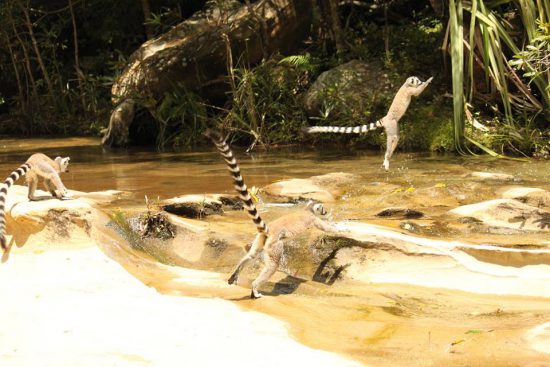 Ring-tailed lemur jumping