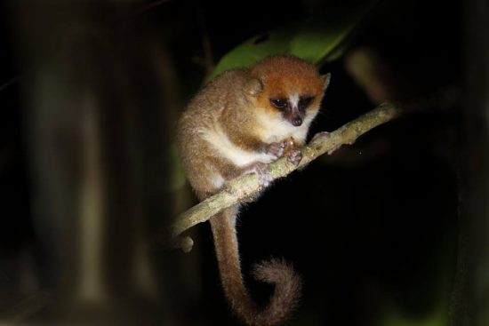 The super shy Goodman's Mouse Lemur in Madagascar