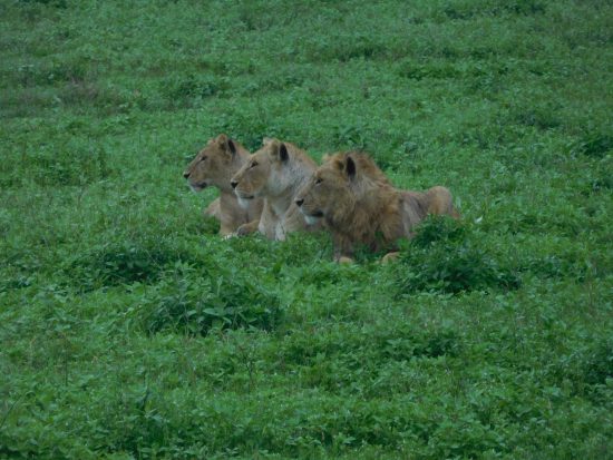 Three lions in Ngorongoro Crater