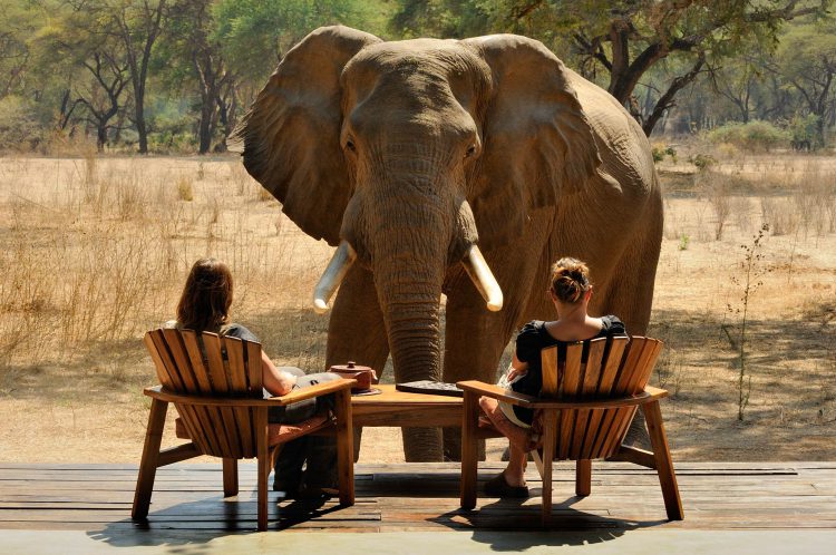 Elefante na frente de duas pessoas no Old Mondoro Lodge. Foto: Marsel van Oosten