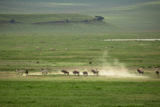 Zebra and wildebeest in the Ngorongoro Crater