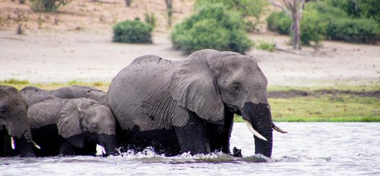 Elephants in Chobe