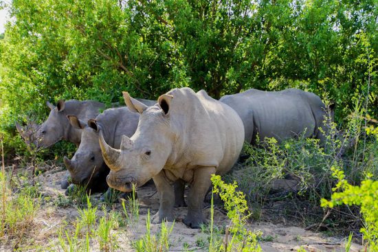 a -crash-of-rhinos-in-south-africa