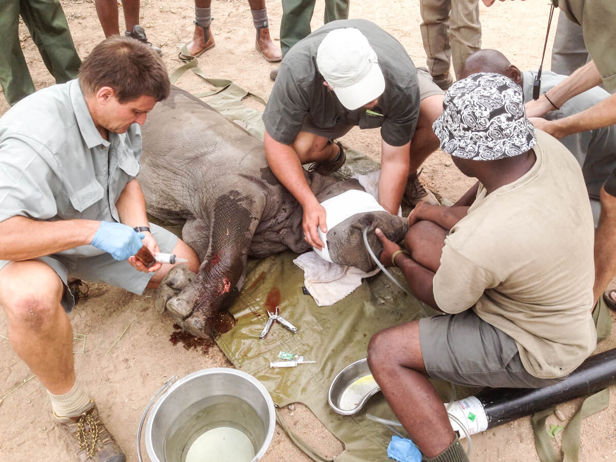 Veterinarians attend to the sick rhino