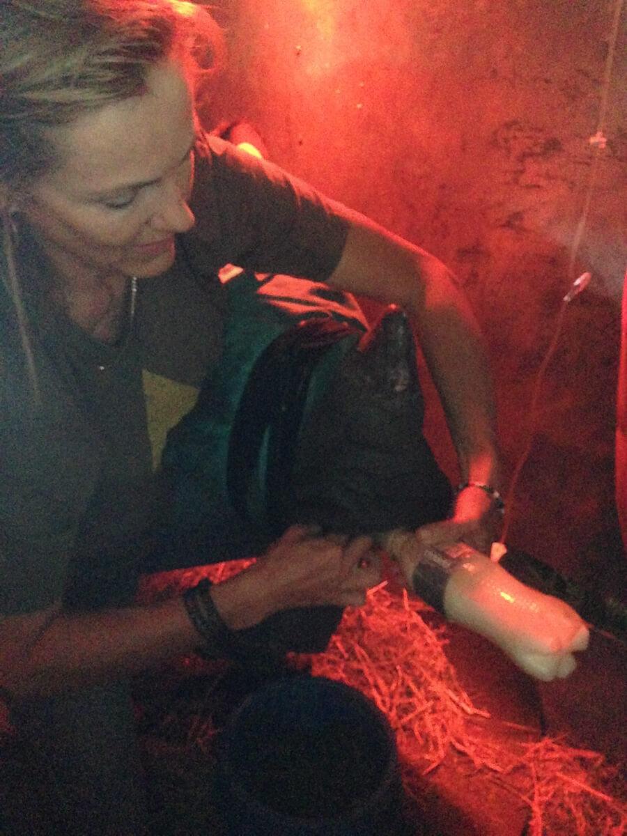 A bottle is prepared to feed the rhino calf