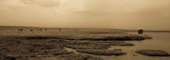 Elephants in the background, Chobe