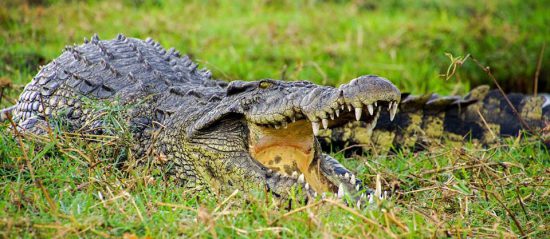 A crocodile shows off sharp teeth at Chobe