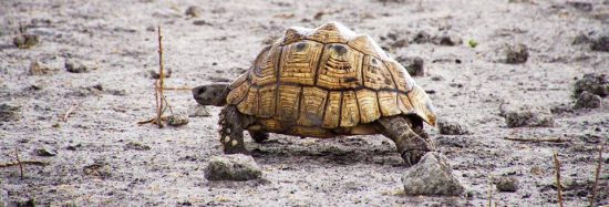 Tortoise at Chobe